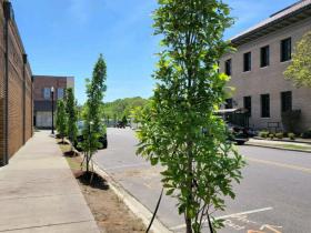 new trees planted