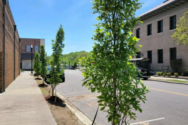 new trees planted