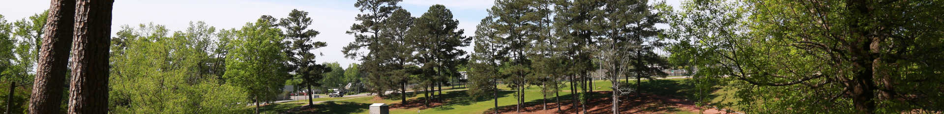 Memorial park trees